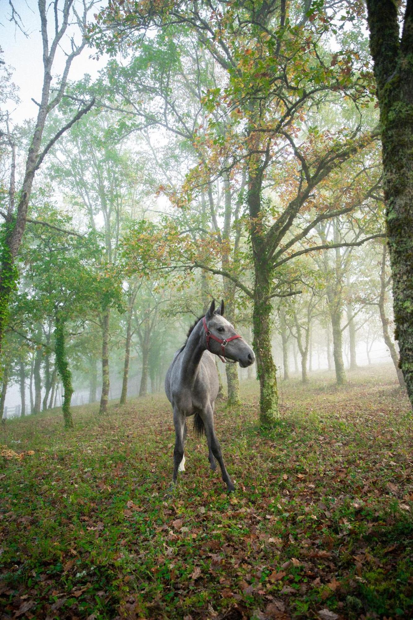 Cabane De La Mesange Auriac-du-Périgord Dış mekan fotoğraf
